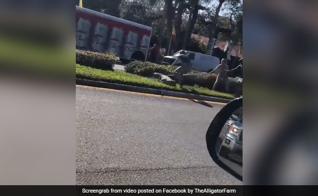 Viral Video: Crocodile Escapes Van, Makes A Dash For Freedom