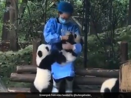बेबी पांडा को गोद में लिटाकर Zookeeper ने बोतल से पिलाया दूध, Video देख लोगों को आई मां की याद बेबी पांडा को गोद में लिटाकर Zookeeper ने बोतल से पिलाया दूध, Video देख लोगों को आई मां की याद