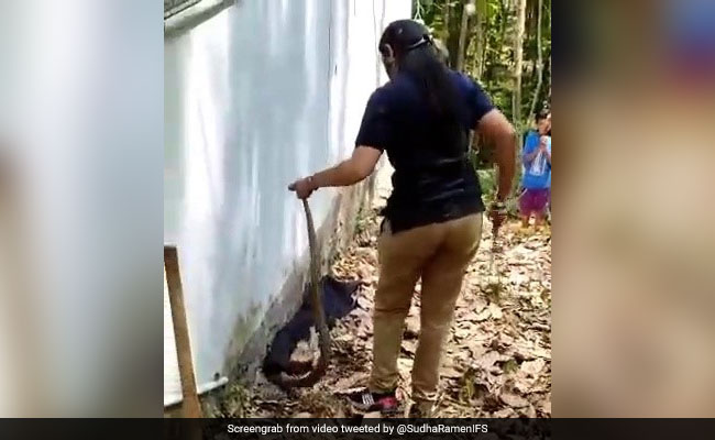 Watch: Forest Official Captures Cobra That Slithered Into A House In Kerala