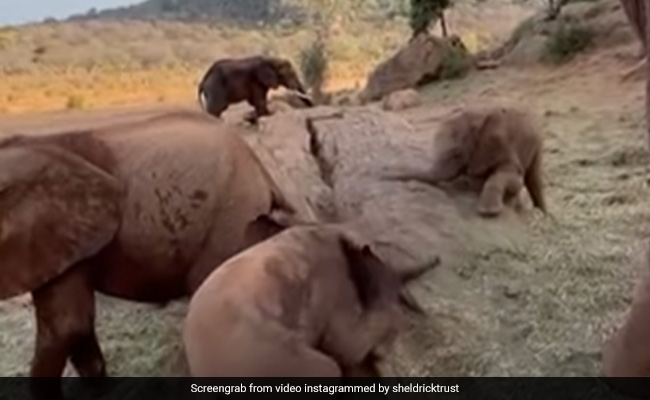 हाथी को पटकने ही वाला था दूसरा हाथी, तुरंत मिल गया कर्म का फल, Video देख नहीं रोक पाएंगे हंसी