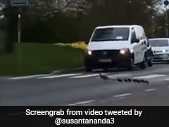 Watch: People Stop Vehicles To Allow Duck Family Cross Street