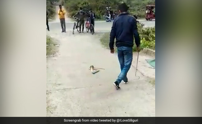 King Cobra को पकड़ रहा था शख्स, अचानक बीच सड़क पर फन फैलाकर बैठ गया कोबरा और फिर...