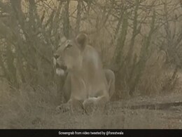 शेरनी की दहाड़ सुनकर डर जाएंगे आप, IFS ने वीडियो शेयर कर बताई ये राज़ की बात शेरनी की दहाड़ सुनकर डर जाएंगे आप, IFS ने वीडियो शेयर कर बताई ये राज़ की बात