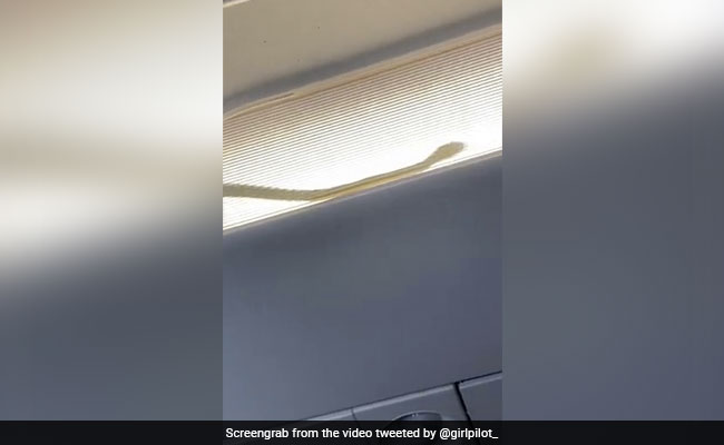 Watch: Passengers Spotted A Snake Inside An AirAsia Flight. Then...