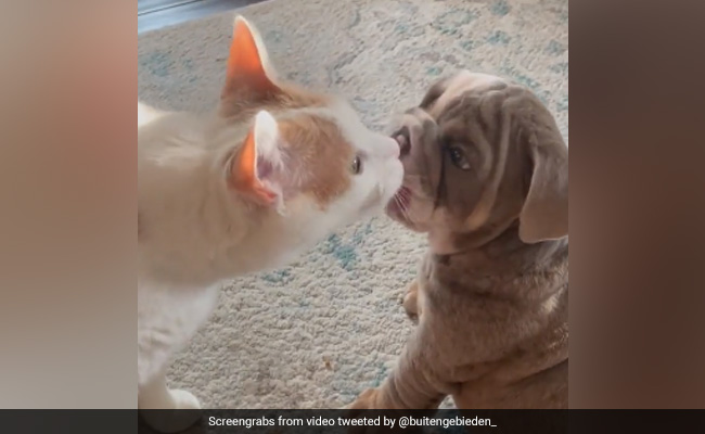 इस कुत्ते और बिल्ली का प्यार देखकर लोग कह रहे हैं ''जय-वीरू'', आपको क्या लगता है?