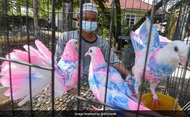 सतरंगी कबूतर को खुलेआम बेच रहे थे लोग, यूज़र्स ने कहा- बेजुबानों को ऐसे परेशान ना करो!