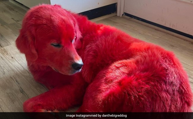 दुनिया का सबसे अनोखा 'लाल रंग का कुत्ता', इंटरनेट पर धमाल मचा रहा है