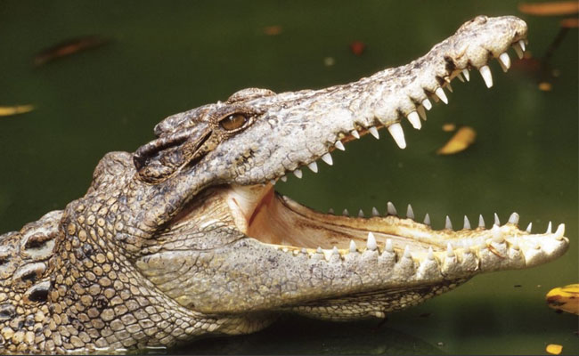 थककर बोट में ही सो गए थे मछुआरे, अचानक से मगरमच्छ ने कर दिया हमला