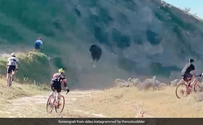 Watch: Cyclist Tossed In The Air By Raging Bull During Race