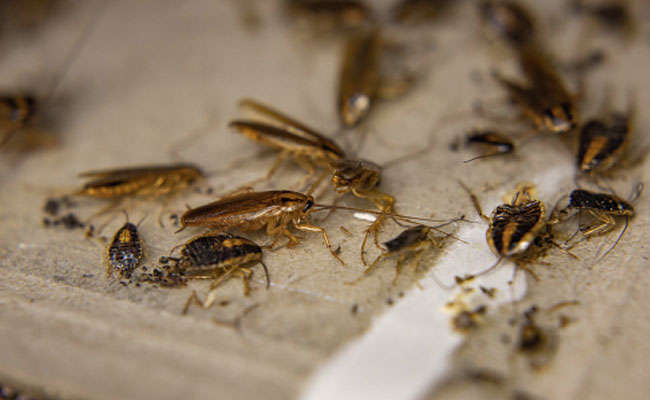 Gharelu nushkhey: किचन में कॉकरोच से हो गई हैं परेशान, तो इन आसान तरीकों से पाएं निजात