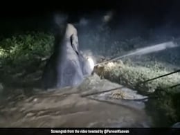 Watch: Archimedes' Principle At Work To Rescue Elephant From Deep Ditch Watch: Archimedes' Principle At Work To Rescue Elephant From Deep Ditch
