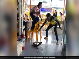 रेस्टोरेंट में घुसी विशालकाय छिपकली, देखते ही महिला का हुआ बुरा हाल और फिर हुआ कुछ ऐसा रेस्टोरेंट में घुसी विशालकाय छिपकली, देखते ही महिला का हुआ बुरा हाल और फिर हुआ कुछ ऐसा