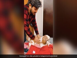 मसाज लेते हुए कुत्ते का वीडियो हुआ वायरल, यूज़र्स ने कहा- बहुत प्यारा वीडियो है मसाज लेते हुए कुत्ते का वीडियो हुआ वायरल, यूज़र्स ने कहा- बहुत प्यारा वीडियो है