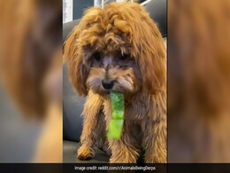 कुत्ते ने पहली बार खाई शिमला मिर्च, स्वाद चखते ही उड़े गए डॉगी के होश, करने लगा अजीब हरकतें - देखें Video कुत्ते ने पहली बार खाई शिमला मिर्च, स्वाद चखते ही उड़े गए डॉगी के होश, करने लगा अजीब हरकतें - देखें Video