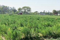 Centre's Push For High Tech, Chemical-Free Natural Farming In Budget Centre's Push For High Tech, Chemical-Free Natural Farming In Budget