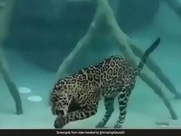 जगुआर ने पानी में भी नहीं छोड़ा शिकार, वीडियो में देखें किस तरह भरा पेट जगुआर ने पानी में भी नहीं छोड़ा शिकार, वीडियो में देखें किस तरह भरा पेट