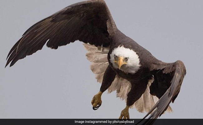 आसमान में उड़ते बाज की अचानक से लोमड़ी पर पड़ी नजर, देखें फिर किस खतरनाक ढंग से किया उसका शिकार