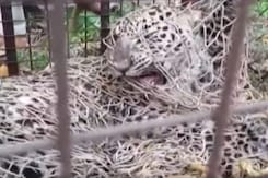 Leopard Enters Residential Area In Siliguri, Later Rescued Leopard Enters Residential Area In Siliguri, Later Rescued