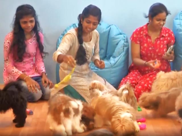 Pet-Themed Restaurant Opens In Chennai