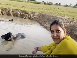 तालाब में भैंस नहलाने गई थीं सपना चौधरी, उसके बाद जो हुआ, उसकी कल्पना भी नहीं कर सकते हैं! तालाब में भैंस नहलाने गई थीं सपना चौधरी, उसके बाद जो हुआ, उसकी कल्पना भी नहीं कर सकते हैं!