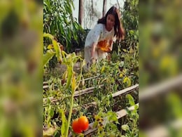 बगीचे से टमाटर तोड़कर जैम बनाती दिखीं अनुष्का शर्मा, फैन्स ने कहा- हमारे यहां तो चटनी बनती है...VIDEO  बगीचे से टमाटर तोड़कर जैम बनाती दिखीं अनुष्का शर्मा, फैन्स ने कहा- हमारे यहां तो चटनी बनती है...VIDEO