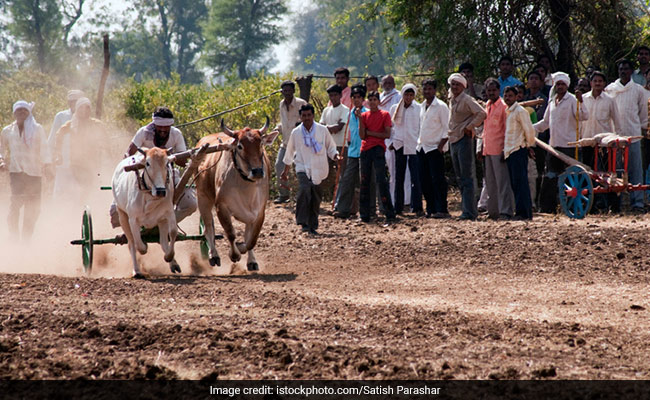 Over 350 Bullock Carts Take Part In Race In Pune, 1st After Ban Lifted