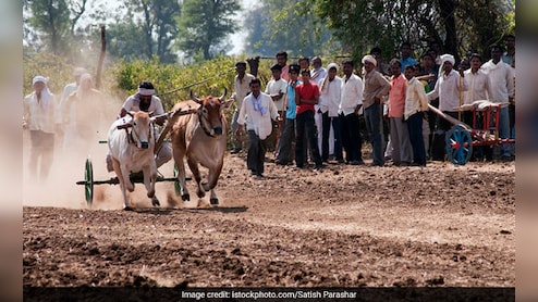 Sangli News : सुलतान-राम्याने मारलं मैदान, ऐतिहासिक देवभाऊ केसरी बैलगाडाचे ठरले पहिले मानकरी