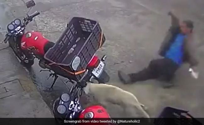 बेजुबान को लात मारना पड़ा भारी, लोग बोले- ये होता है ‘जैसे को तैसा’...देखें Video