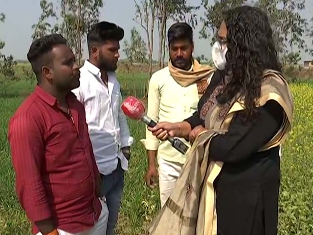 NDTV Fact Check On Gaushala Claims Of Yogi Adityanath Government