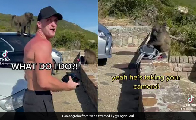 Watch: YouTuber Logan Paul Chased And Robbed By Monkeys In Viral Video