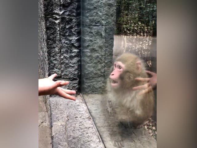 Watch: Monkey Awestruck By Zoo Visitor's Magic Trick