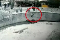 Caught On Camera: Mother Drops Toddler Into Bear Enclosure Caught On Camera: Mother Drops Toddler Into Bear Enclosure