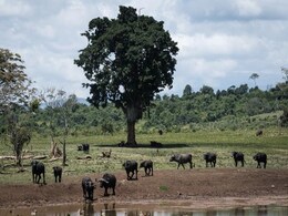Forest Fire Rages Across Kenya National Park Forest Fire Rages Across Kenya National Park