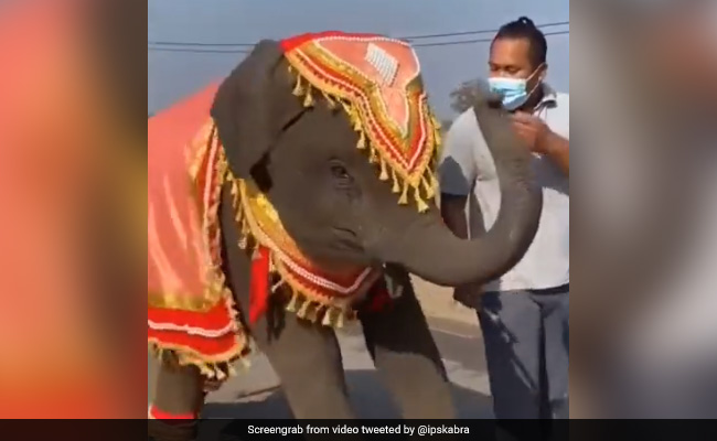 मस्तमौला हाथी ने बीच सड़क पर किया जोरदार डांस, सोशल मीडिया पर छाया वीडियो