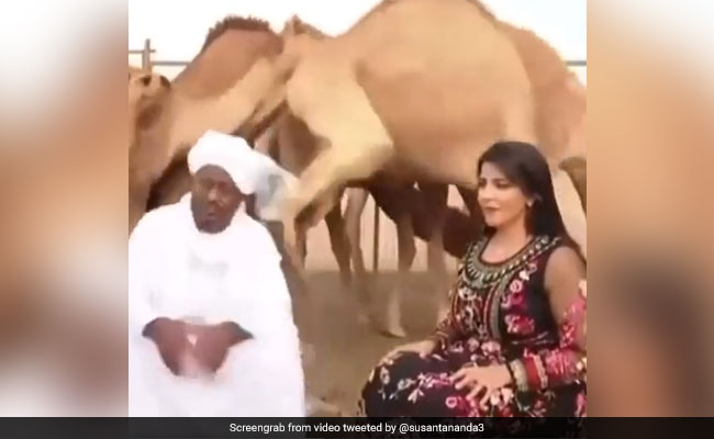 खूबसूरत महिला के साथ बैठा था शख्स, देखकर गुस्सा गया ऊंट, पीछे से आकर ऐसे सिखाया सबक - देखें Video