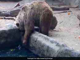 पानी में डूब रहा था कौआ, भालू ने देखते ही पहले मुंह से पकड़े उसके पंख फिर किया कुछ ऐसा - देखें Video पानी में डूब रहा था कौआ, भालू ने देखते ही पहले मुंह से पकड़े उसके पंख फिर किया कुछ ऐसा - देखें Video