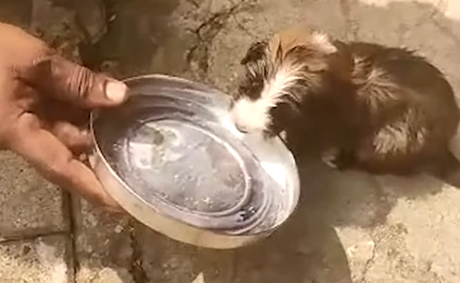 लोगों ने मिलकर बचाई कमोड में फंसे पिल्ले की जान, सोशल मीडिया पर छाया वीडियो