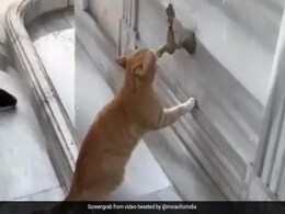 बिल्ली को लगी थी प्यास, नल के पास पहुंची तो आ गया एक शख्स, फिर हुआ कुछ ऐसा, Video देख आप भी करेंगे तारीफ बिल्ली को लगी थी प्यास, नल के पास पहुंची तो आ गया एक शख्स, फिर हुआ कुछ ऐसा, Video देख आप भी करेंगे तारीफ
