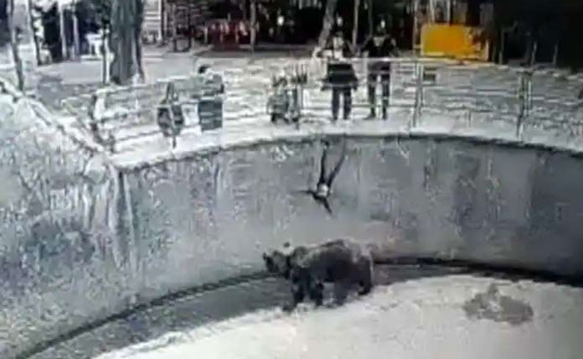 मां ने मासूम बच्ची को भालू के बाड़े में दिया धक्का, वीडियो देख सहम गए लोग