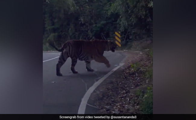 Viral Video: नेशनल हाइवे पर दिखा बाघ, एक छलांग में नज़रों से ओझल हो गया