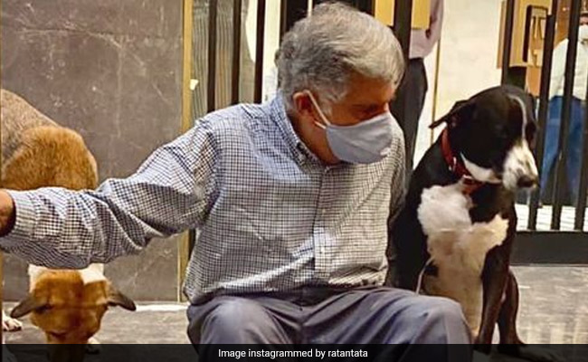 The Dog Who Sits In Ratan Tata's Office, Attends His Meetings