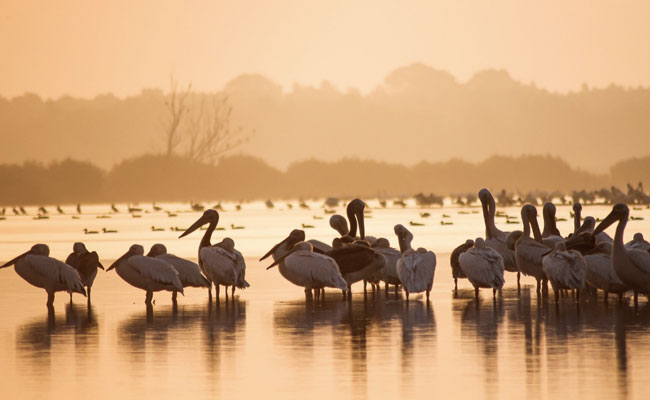 World Wetlands Day 2022: How Wetlands Help Minimise Impact Of Climate Change