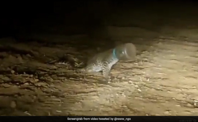 Video: Leopard With Head Stuck In Plastic Container Rescued In Maharashtra