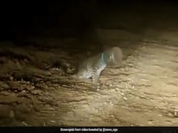 प्लास्टिक कंटेनर में फंसा तेंदुए का सिर, दो दिन तक हुआ परेशान, फिर ऐसे बची जान - देखें Video प्लास्टिक कंटेनर में फंसा तेंदुए का सिर, दो दिन तक हुआ परेशान, फिर ऐसे बची जान - देखें Video