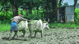 Maharashtra To Blacklist Farmers Using Fake Crop Insurance Claims: Report