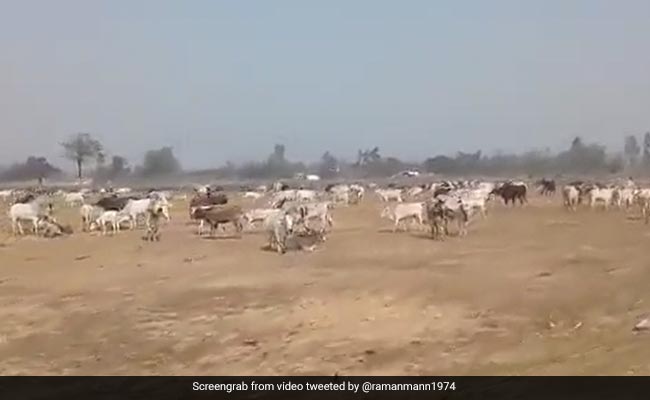 उत्‍तर प्रदेश विधानसभा चुनाव में बड़ा मुद्दा बने आवारा मवेशी