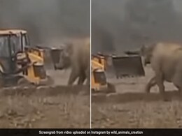 जेसीबी मशीन को देख बौखलाया हाथी, वीडियो में देखें आगे क्या हुआ जेसीबी मशीन को देख बौखलाया हाथी, वीडियो में देखें आगे क्या हुआ