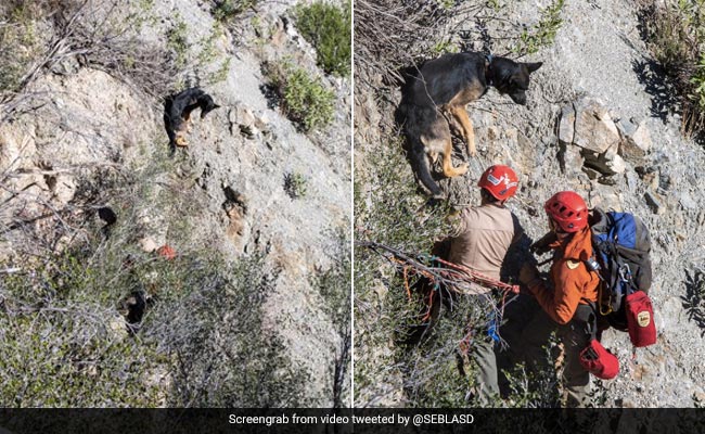 200 फीट की ऊंचाई से गहरी खाई में गिरा डॉगी, रेस्क्यू टीम ने किया दिल जीतने वाला काम
