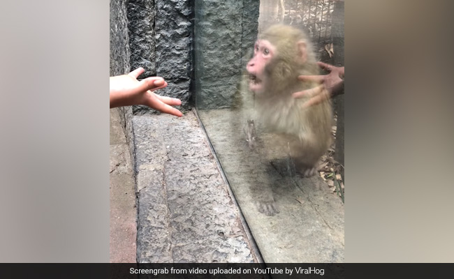 Watch: Monkey's Priceless Reaction To Zoo Visitor's Magic Trick