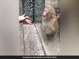 शख्स ने बंदर को दिखाया ऐसा जादू, चकरा गया बंदर का दिमाग, फिर जो किया वो देख हैरान रह जाएंगे आप शख्स ने बंदर को दिखाया ऐसा जादू, चकरा गया बंदर का दिमाग, फिर जो किया वो देख हैरान रह जाएंगे आप